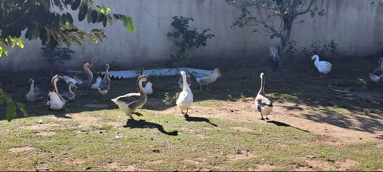 Vendo gansos chinês parado  - Foto 6