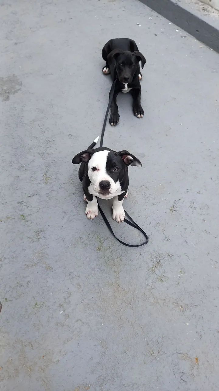 Adestramento de Cães  - Foto 3