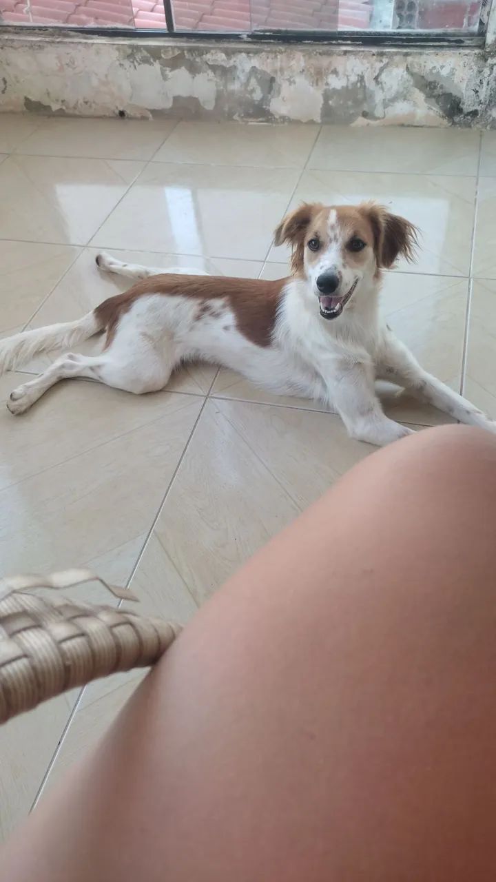Adoção responsável  - Foto 3
