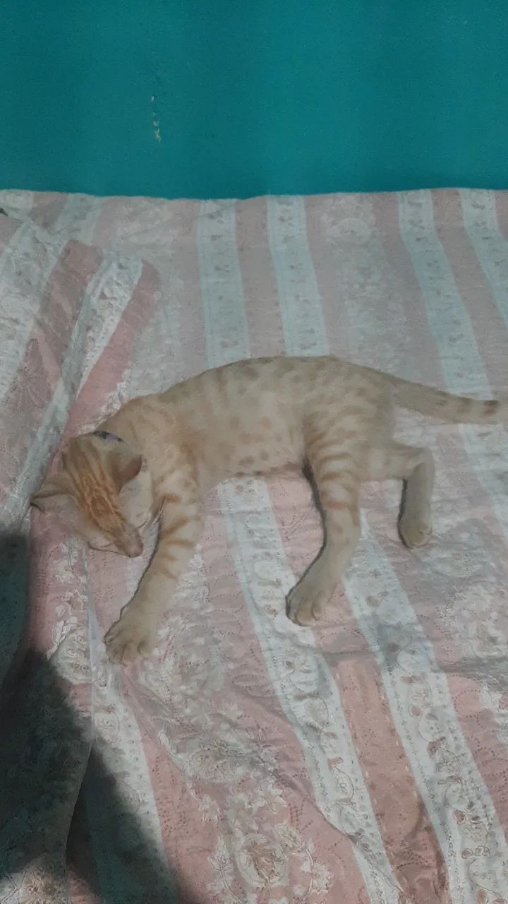 DOAÇÃO GATO