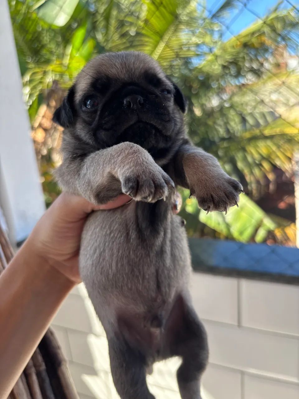 Pug macho - Foto 3