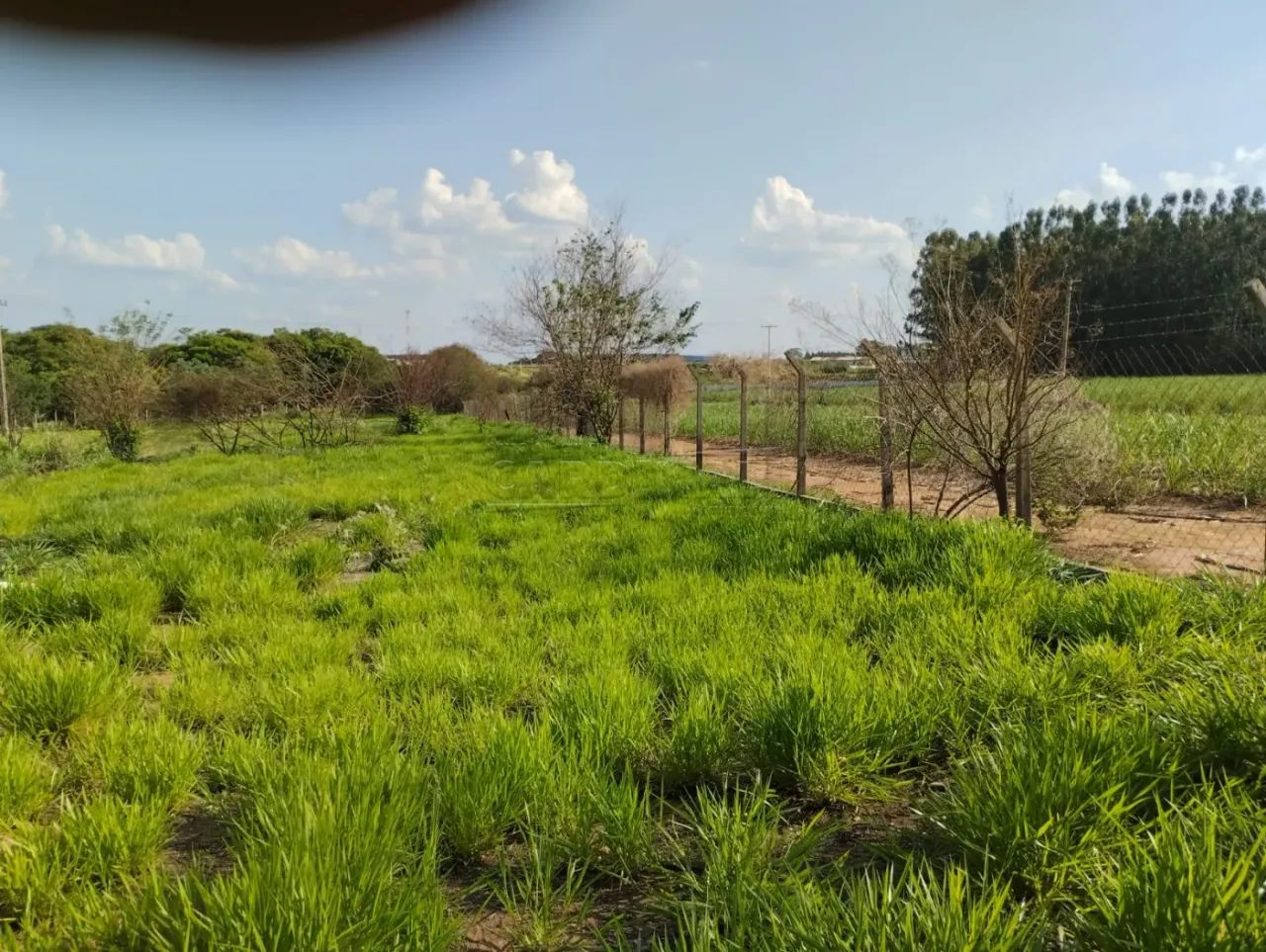 Rural Área em Ibaté - Foto 2