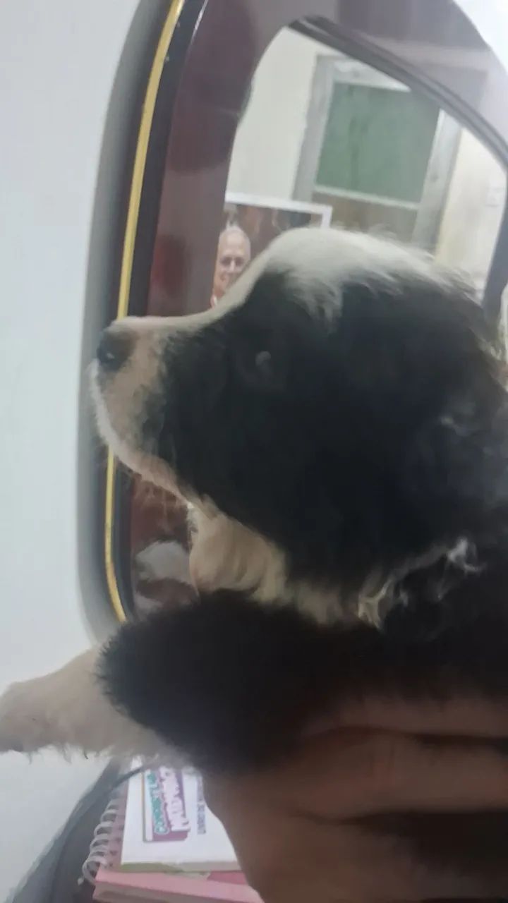 Filhotes de Border Collie - Foto 3