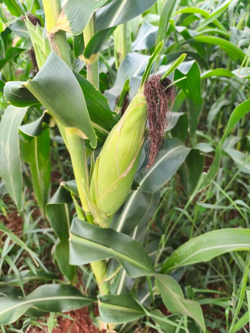 Vende-se Propriedade Rural estruturada! - Foto 2