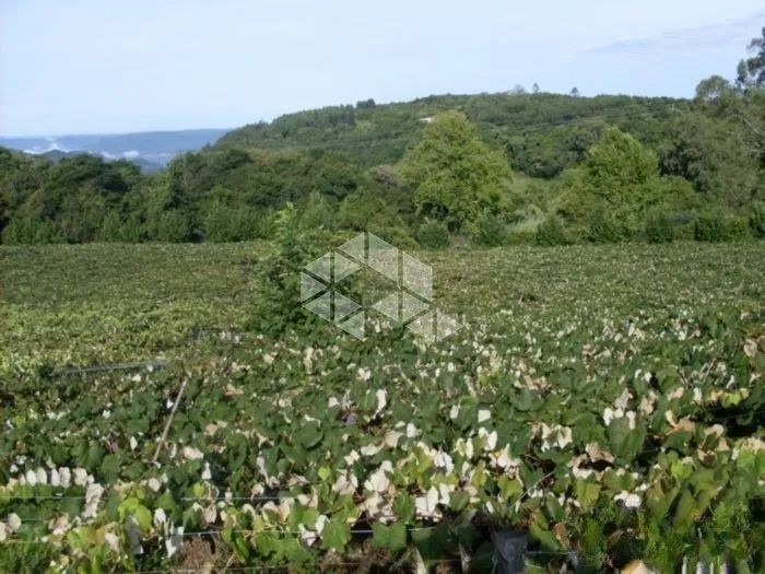 Área Rural com TERRAS PRODUTIVAS à venda em Coronel Pilar/RS - Foto 2