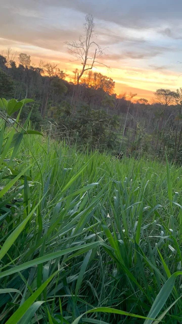 Fazendonha de 42 alqueiro em anapu-pa - Foto 3