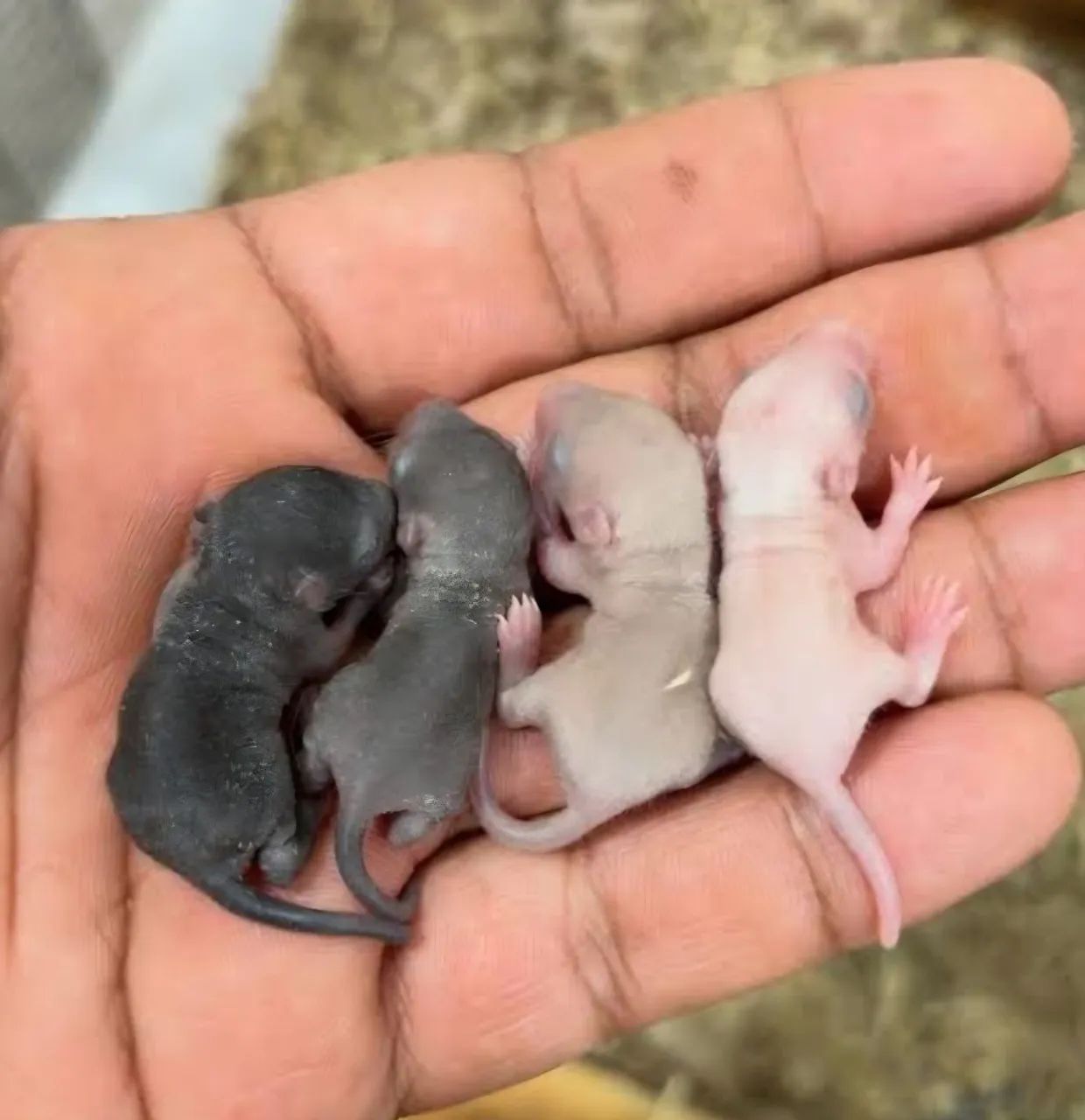 Vendo esquilo da Mongólia (Gerbil) - Foto 4