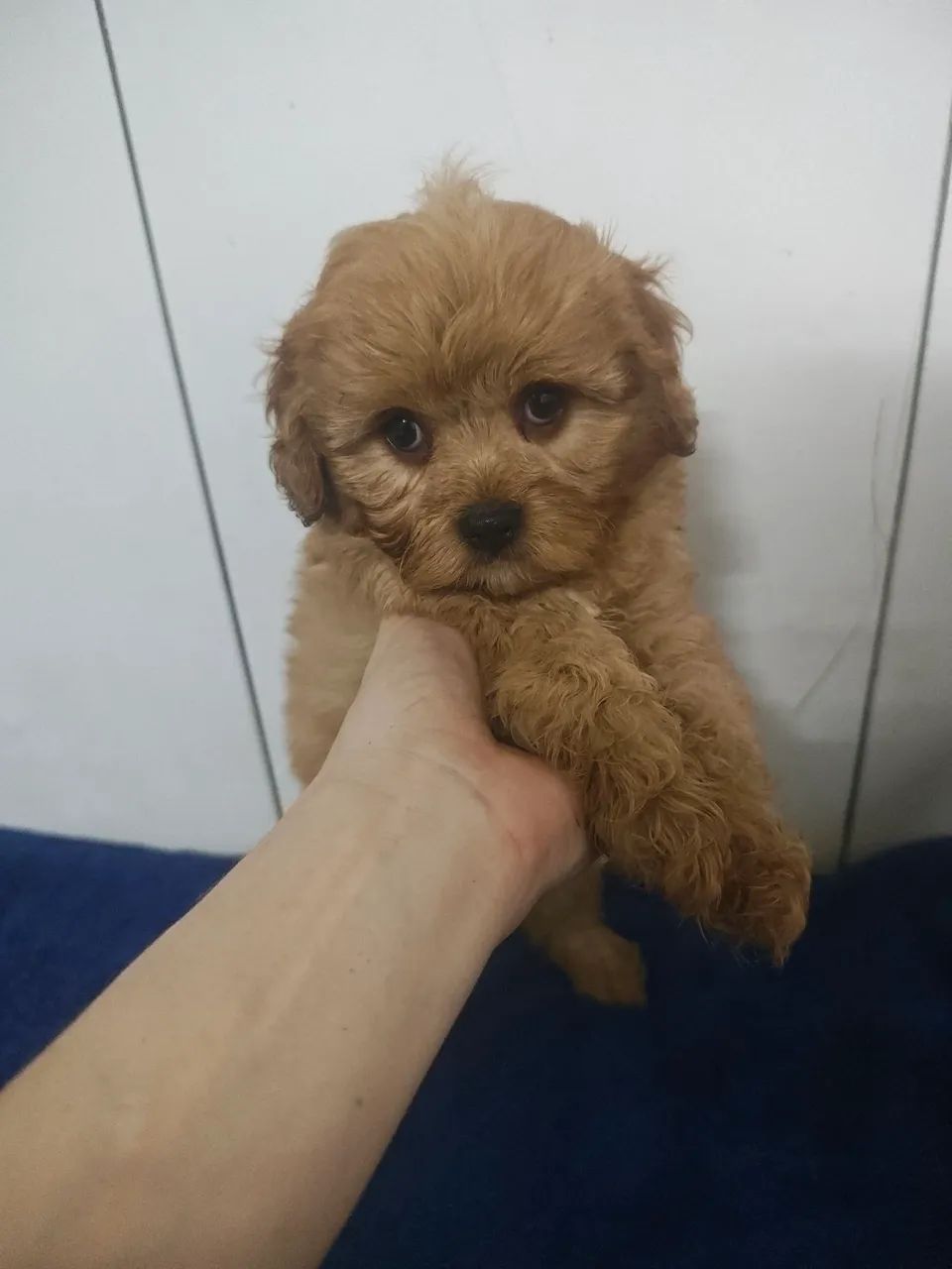 Lindo filhote de Cavapoo macho na cor Creme  - Foto 3