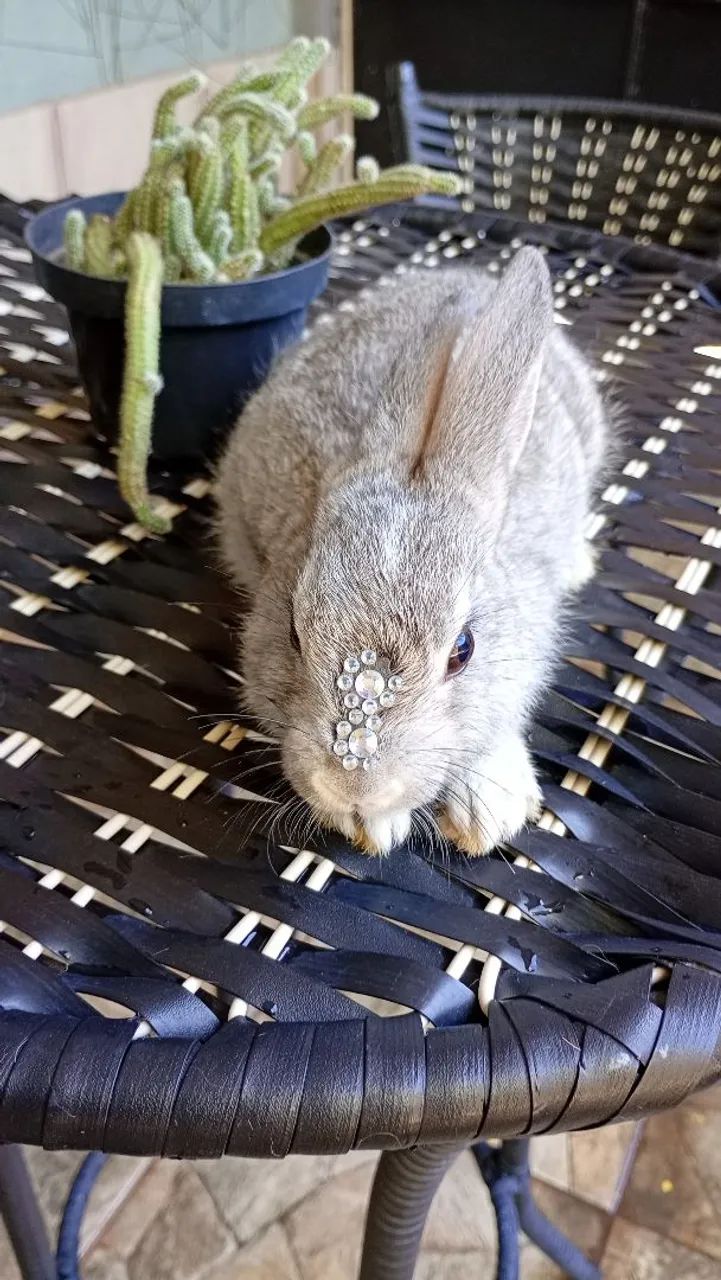 Coelhinho raça pequena  - Foto 4
