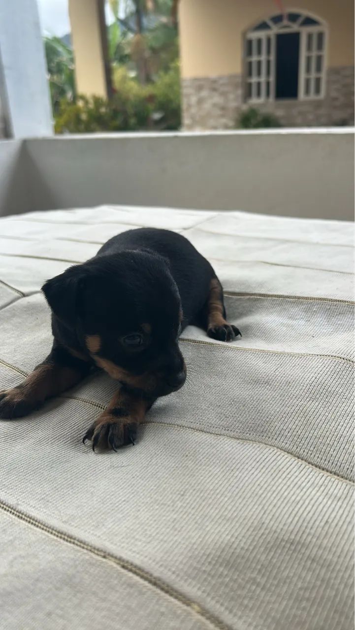 Vendo Pinscher 1 