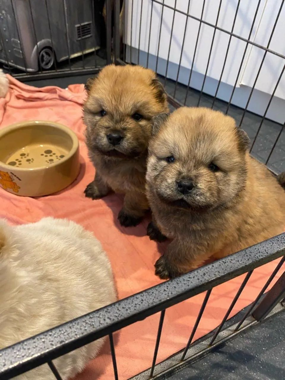 ? Chow Chow exclusivo - Não perca essa oportunidade!