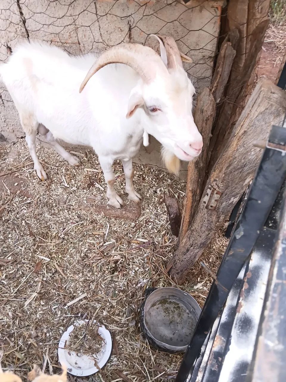 2 Cabras e um Bode Sannen  - Foto 5