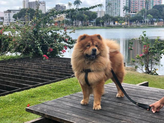 Filhote ChowChow Branco Porte Americano - Foto 6