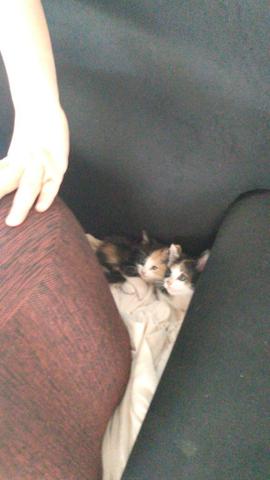 Doação 2 gatinhas