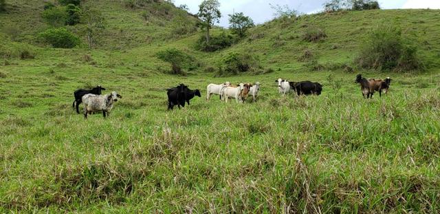 Fazenda 307 hectares localizada na Região sudene em Itambacuri, Leste de Minas Gerais - Foto 10