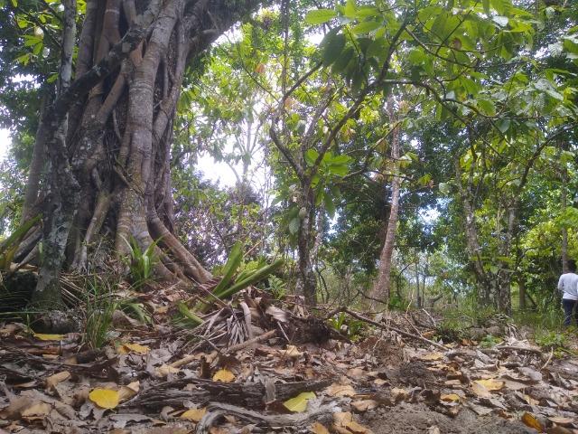 Venda Sítio as margens do Rio de Contas - Foto 4