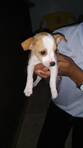 Vende filhotes de Pinscher