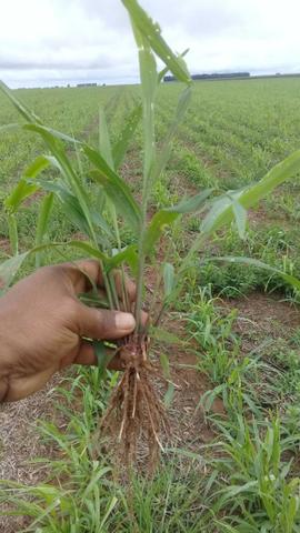 Brachiaria Ruziziensis - Valor R$ 6,00 por KG