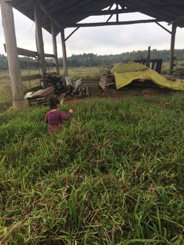 Terreno Plano Lindo Demais para Montar sua Chácara - Foto 2