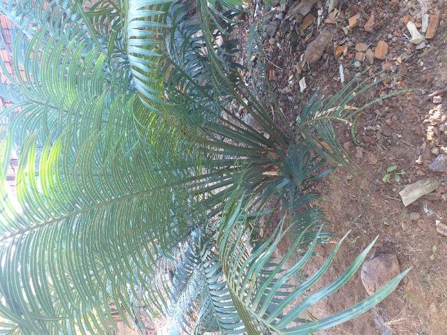 Planta - Foto 2