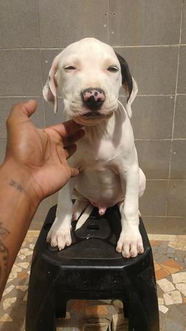 Filhotes de Pit Bull disponíveis - Foto 4