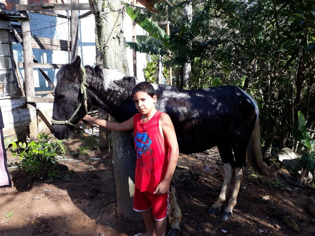 Potro - Foto 2