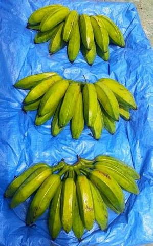 Coco verde 1;20 e seco orgânicos e Bananas orgânicas.