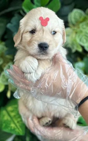 Tradução do amor! ♥️ #amor #goldenretriever #cachorro #fy