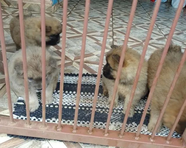 Filhotes de chow chow  - Foto 3