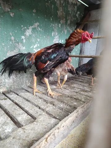 Galo