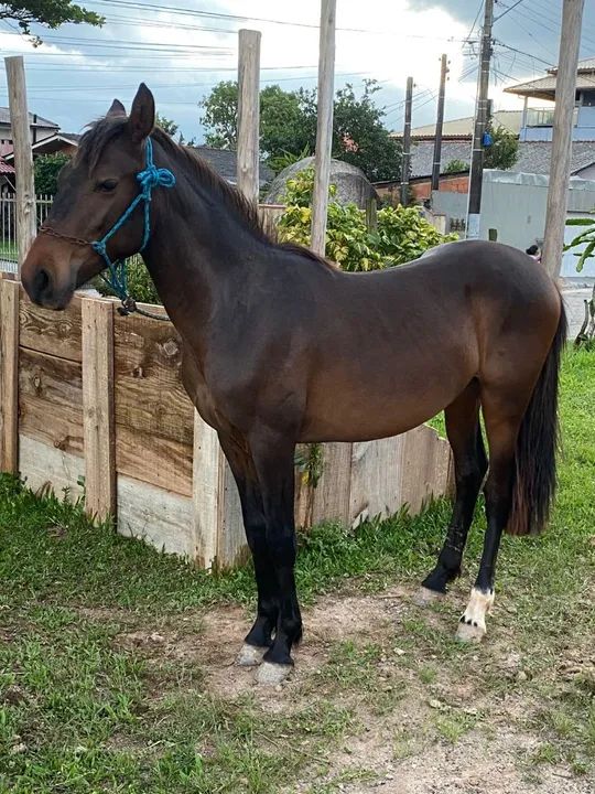 Vendo ou troco por mangalarga marchador  - Foto 2