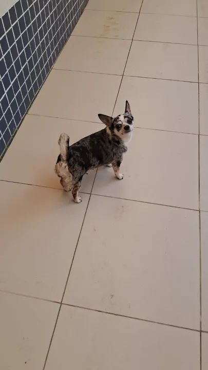 Chihuahua fêmea - Foto 2