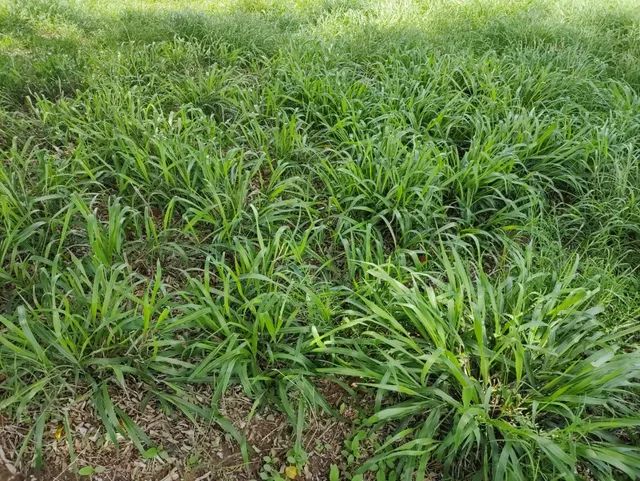 Fazenda em Rui Barbosa  - Foto 2