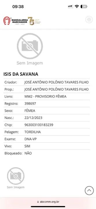 Potra mangalarga marchador  - Foto 2