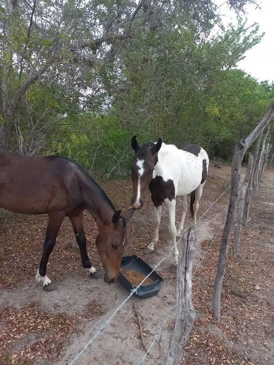 Potros com registro provisório  - Foto 4