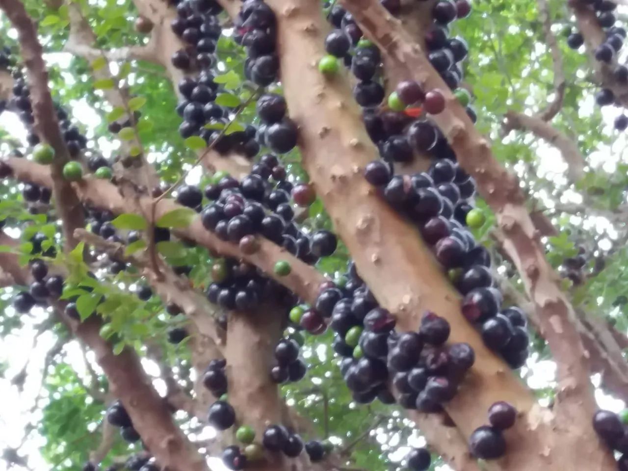 foto - São José dos Campos - Jardim Santa Inês I