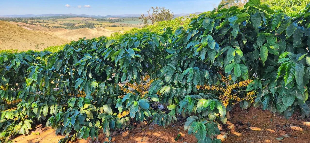 Café do Galeno - especial em grãos 250g - Serra da Canastra - Foto 4