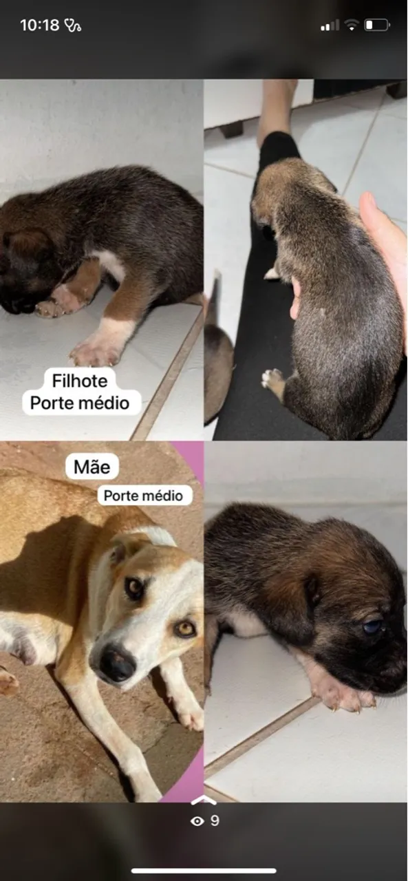 FILHOTINHA DE PORTE MÉDIO PARA ADOÇÃO