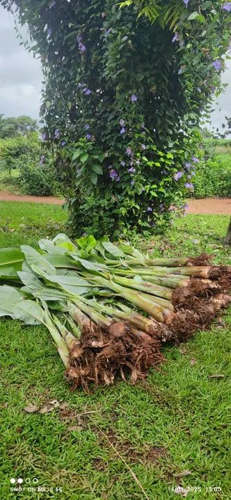 Muda de banana prata embrapa pacovan  - Foto 3