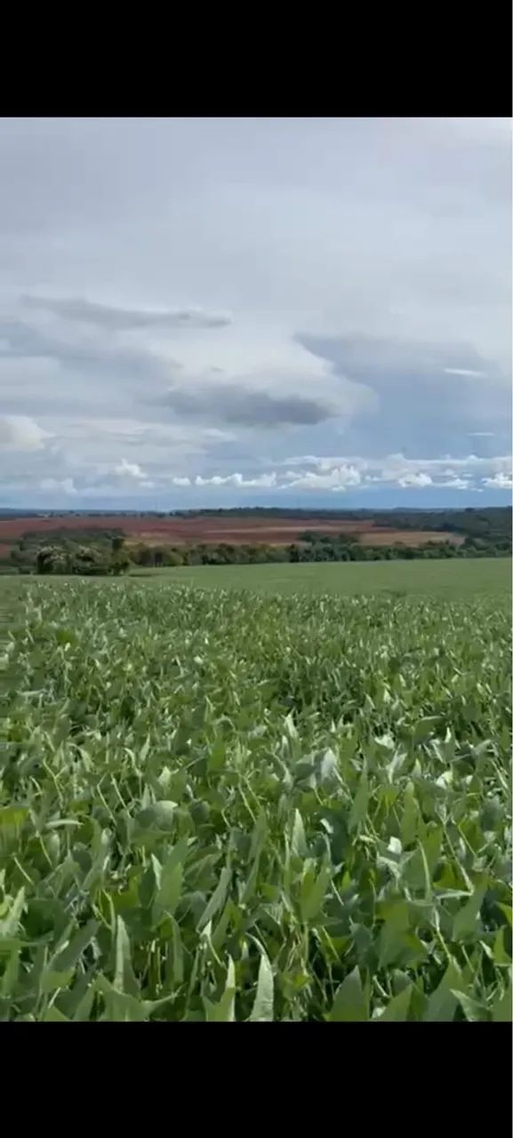 Fazenda em lavoura campo florido  - Foto 4
