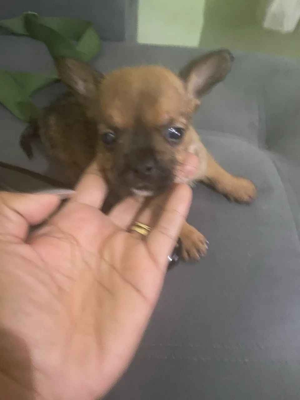 Chihuahua fêmea  - Foto 2