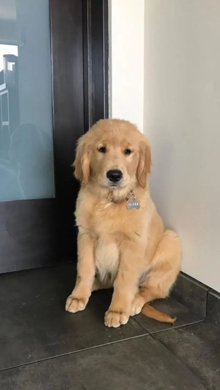 Filhote de Golden Retriever - Uma fofura!