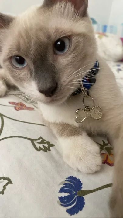 Gatinho Siamês disponível para adoção