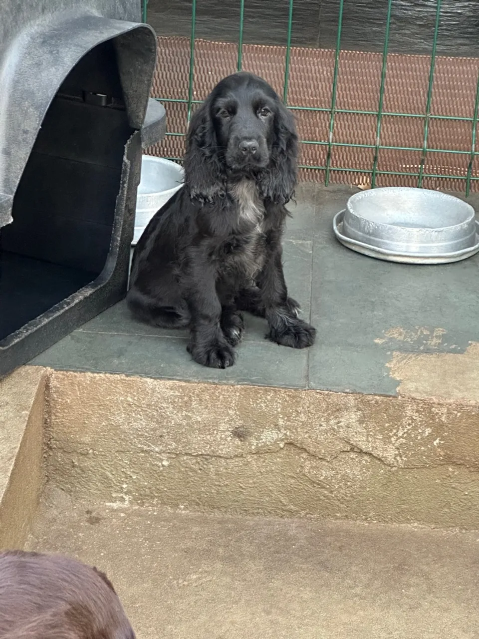 Filhote Cocker Spaniel macho
