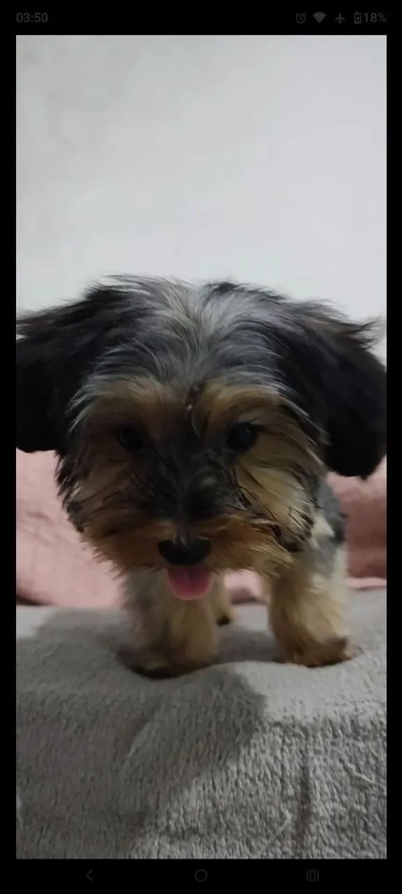 Yorkshire Mini (macho) 7 meses64309469792130123