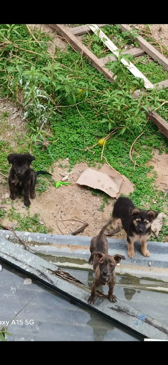 Filhotes de cachorro disponíveis para adoção tô doente e não posso cuidar