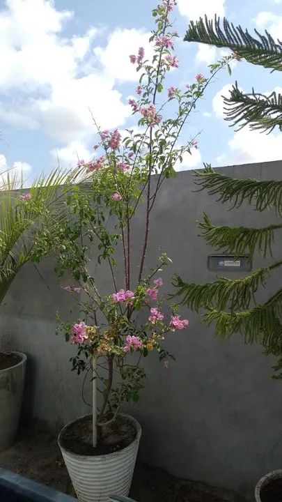 Buganville florida em vaso