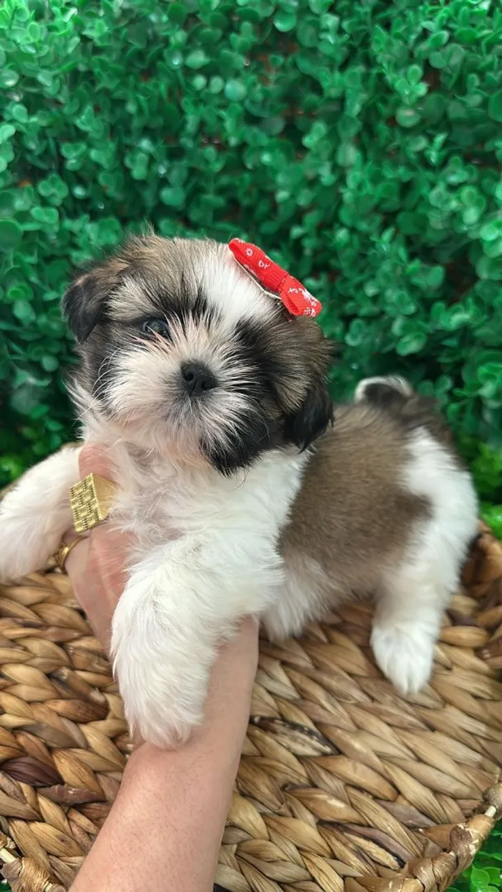 Shih Tzu femea tricolor. Filhote vacinada e com Pedigree