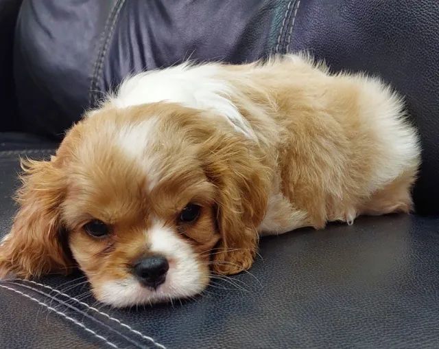   Cavalier King Charles Mini Macho - Amor e temperamento equilibrado