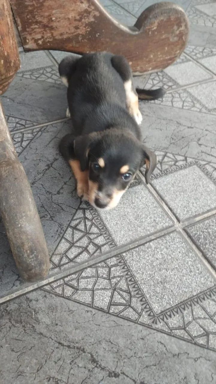 Filhote de cachorro para adoção responsável - Foto 2
